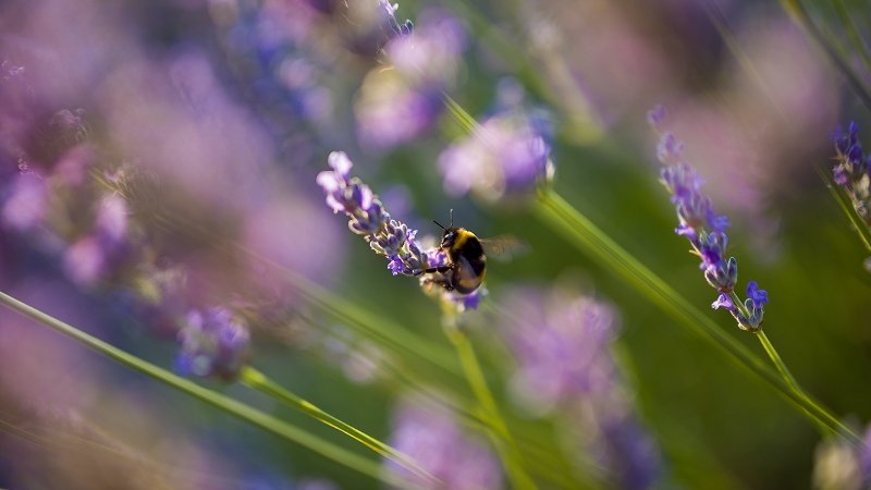 lavender fields