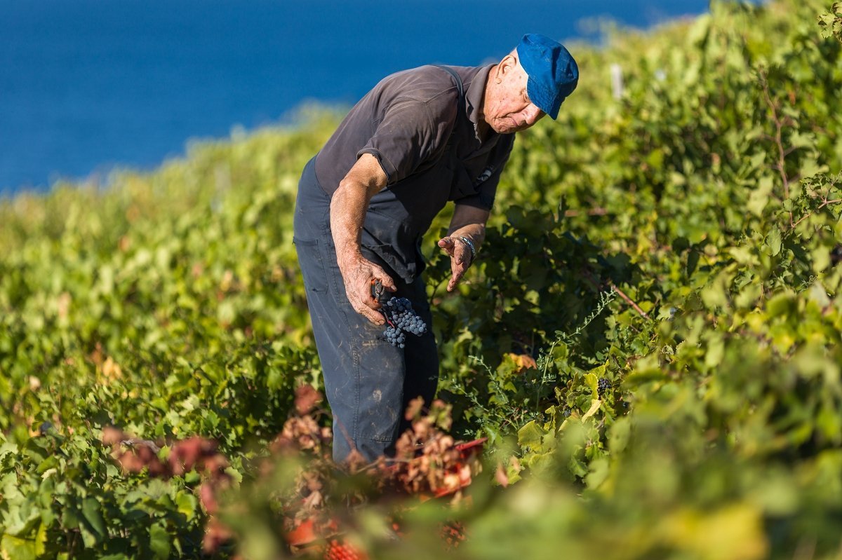 hvar grapes