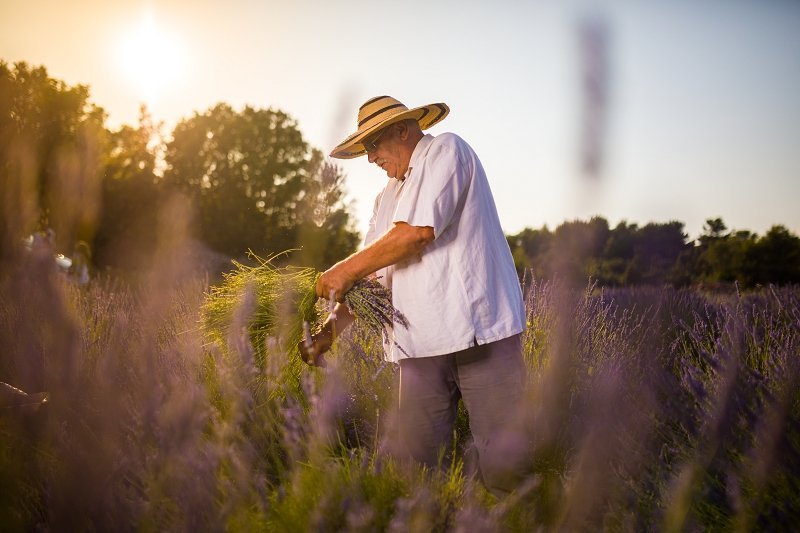 hvar lavender