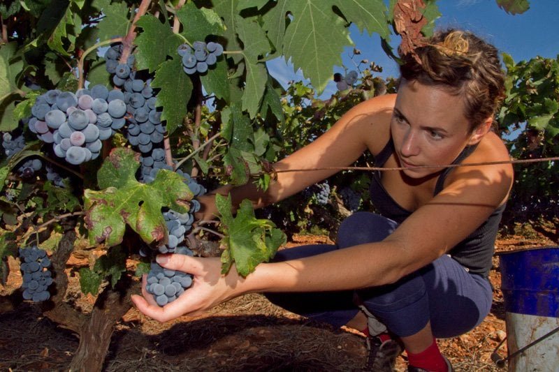 wine harvest